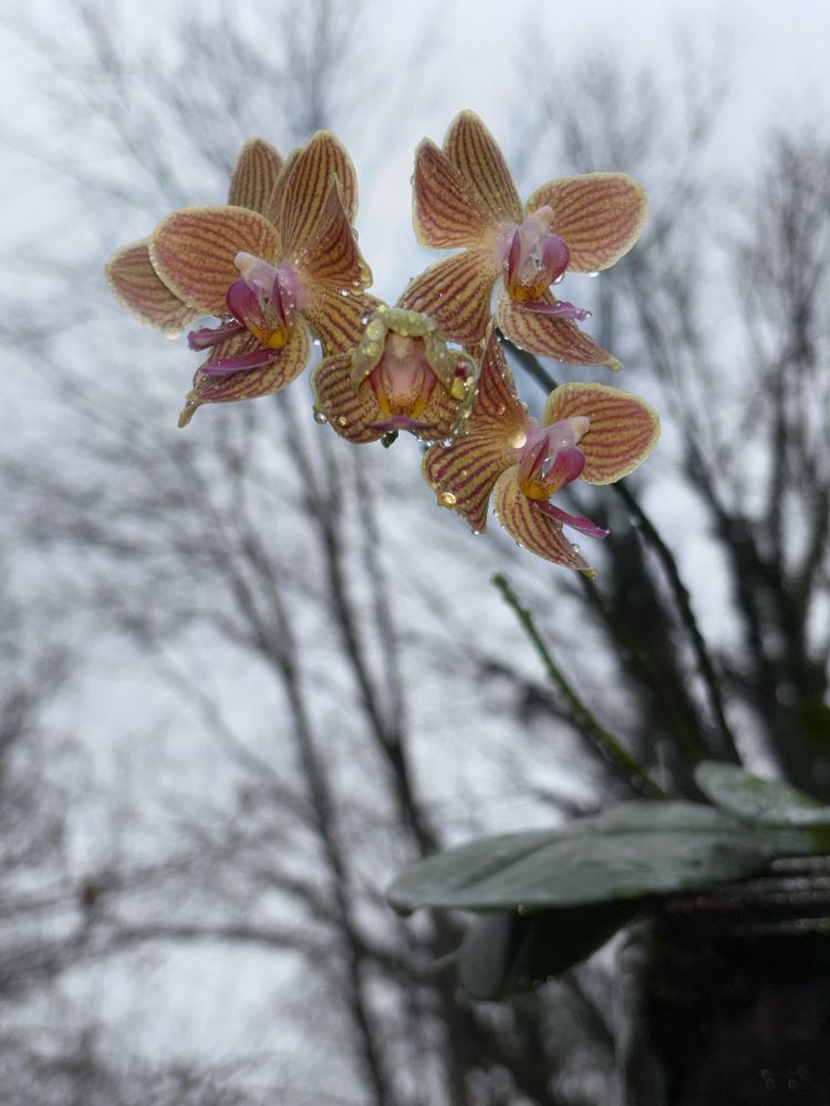 Five flowers in bloom on a Phalaenopsis orchid. The plant sit behind them with wet trees in the distance.