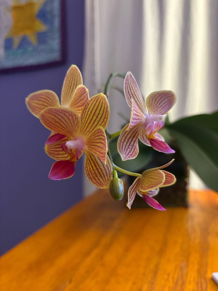 An orchid in bloom. Four small flowers are open and a bud is developing into a flower soon. 