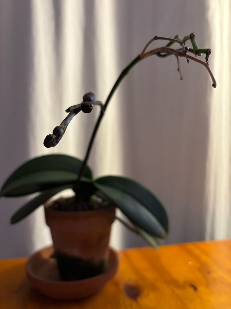 A small orchid in a clay pot on a wood desk. The flower stalks show growth of new flowers from two places on a stem that dropped flowers in the past.