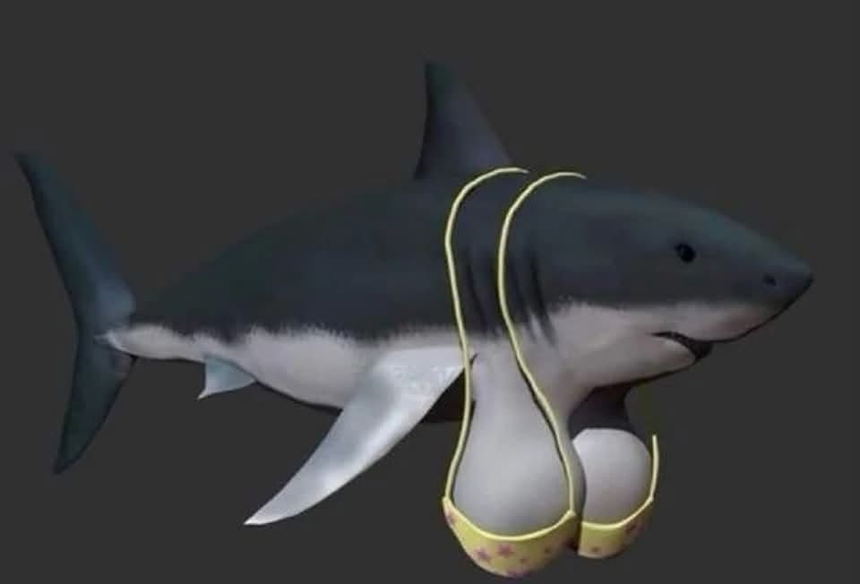 A shark with boobs and a bra 