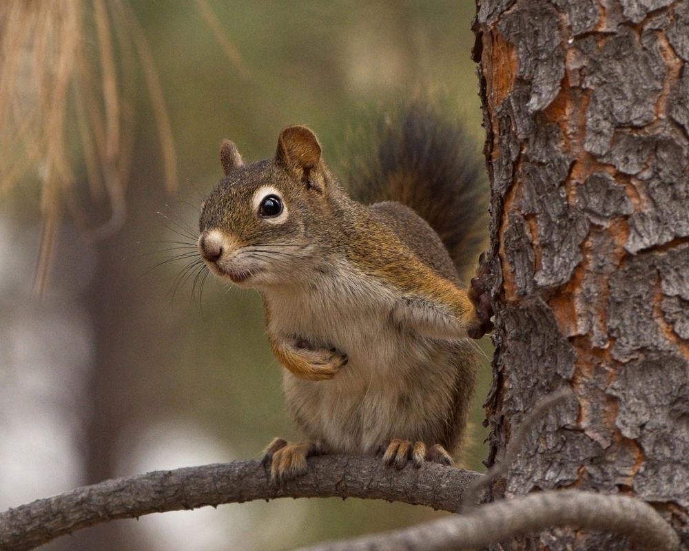 american red squirrel