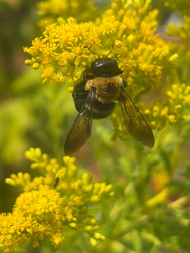 A bumblebee hanging upside down and collecting nectar from a group of goldenrod flowers. You can see the black dot on it yellow thorax and a brownish stripe on its black abdomen. It is probably a brown belted  bumblebee.