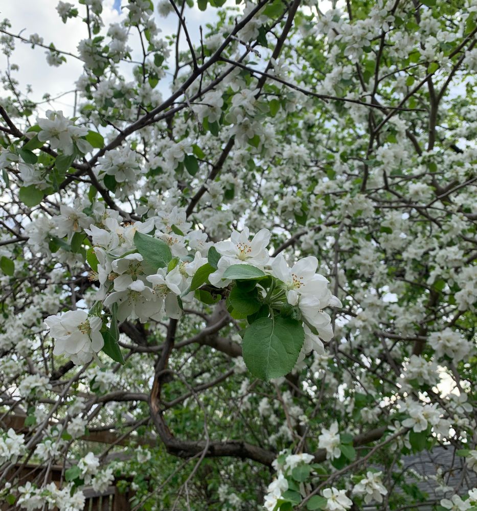 white blossoms on an apple tree