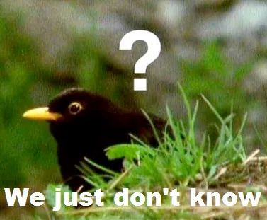 A black bird with a yellow beak is in some grass. It is labeled with a large question mark, with the caption: we just don't know