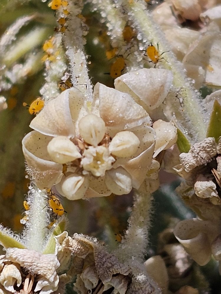 A flower of Asclepias eriocarpa that is cream colored with many yellow-orange aphids around it.
