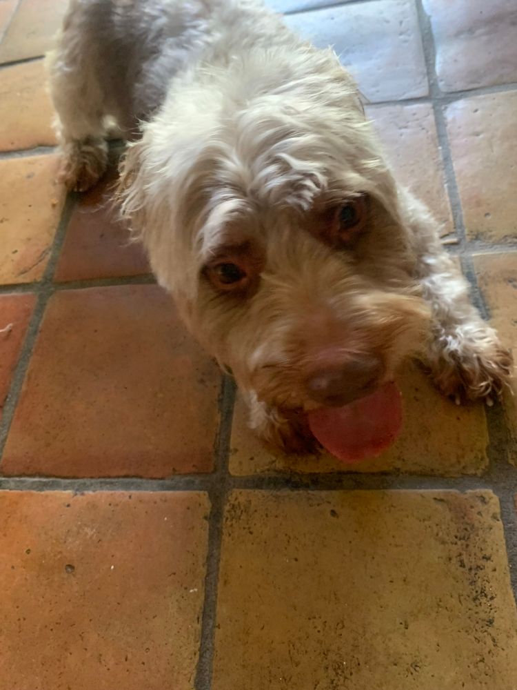 Freshly groomed brown and silver dog on brown ceramic tiles
Brown nose gold eyes pink tongue 

You can see his eyes Jon moxley or wheeler yuta hmu for groomer advice 