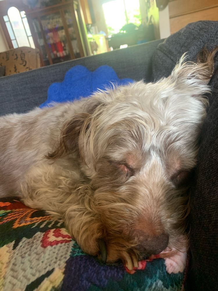 a dog with silver fur sleeps so hard with his chin on his paw. He is smushed a little against the back of the couch.