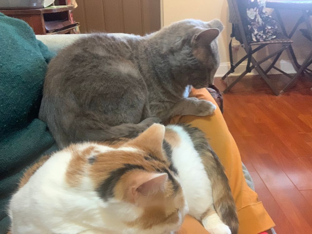 The calico and grey cat settling on my lap