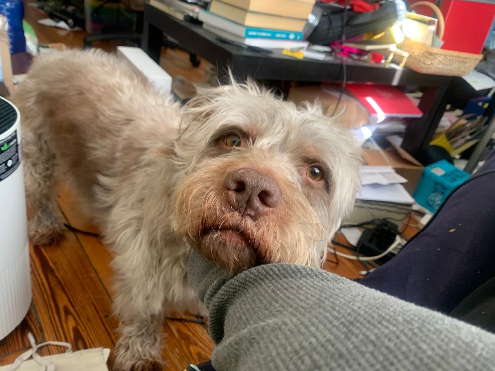 Silver brown shaggy dog with human gold eyes is being pet under the chin at another angle
He has been abandoned by another parent for a whole DAY and you can see the pain in his eyes 