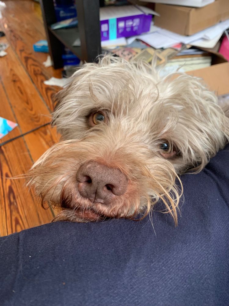 A dog resting his head on the edge of the couch. The dog has silver sandy shaggy fur, a chocolate colored nose, and golden eyes. No one has ever fed him ever and he needs a treat.