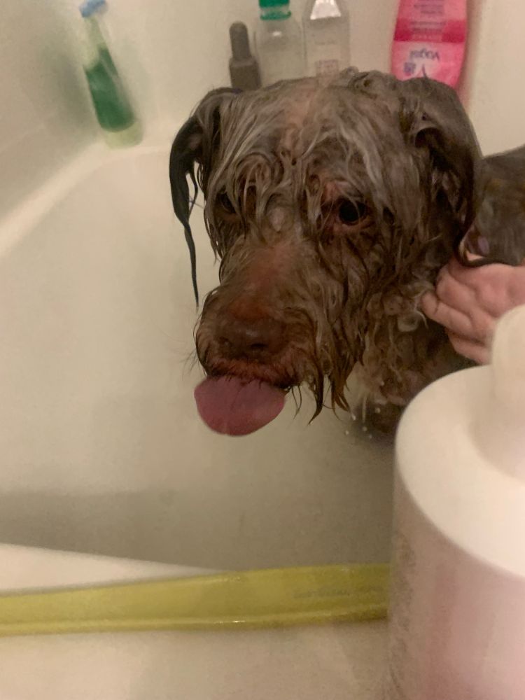 A wet dog with his tongue sticking out