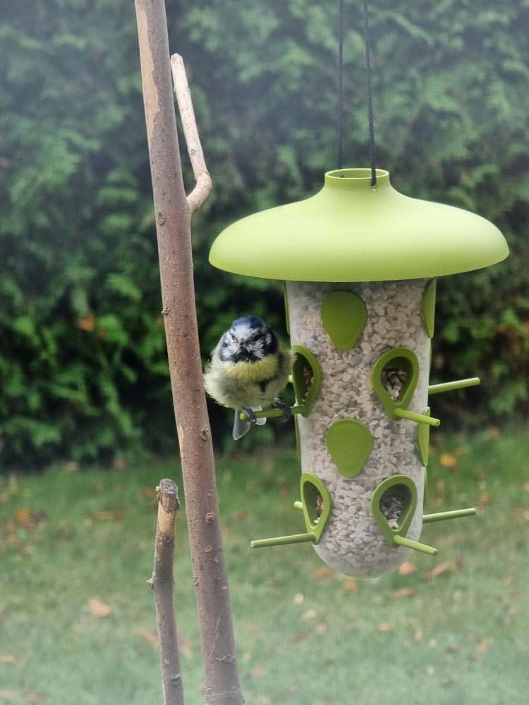 Eine aufgeplusterte Blaumeise sitzt auf einer Stage vom hellgrünenFullersilo und blickt Richtung Kamera. 