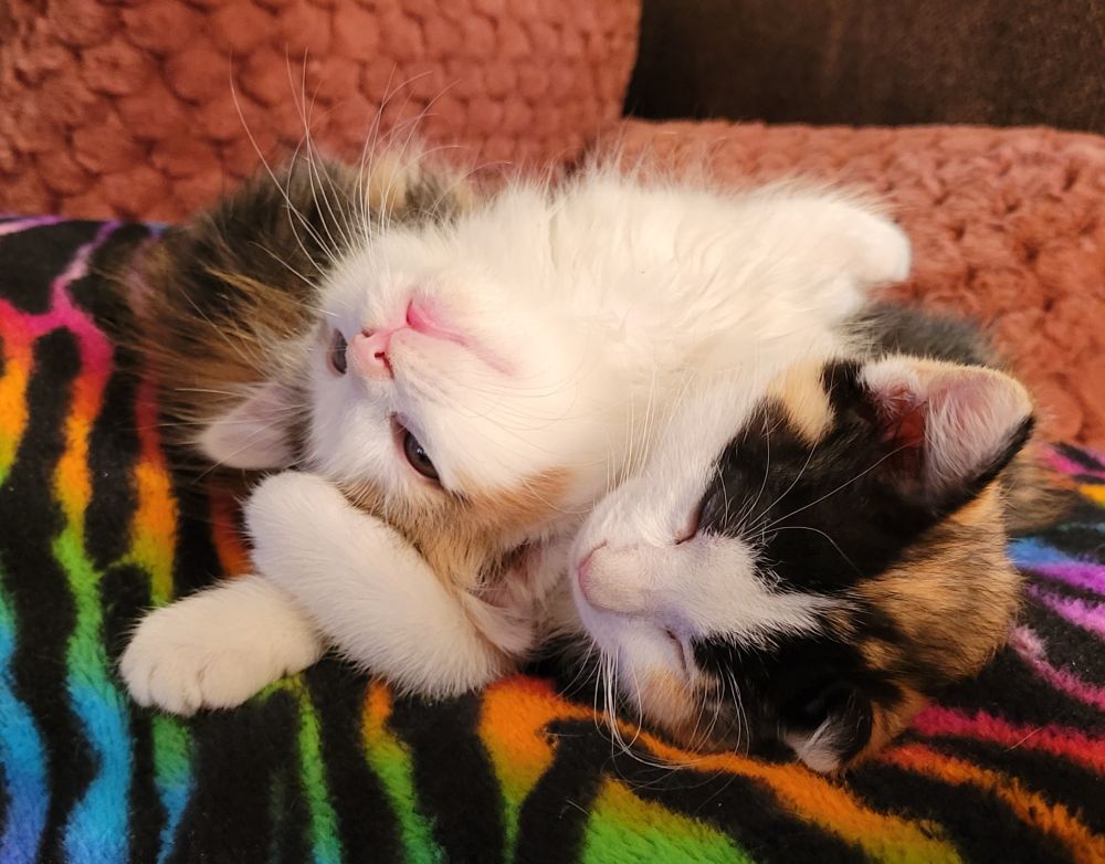 Two calico kittens cuddled together. One is tossing her head back dramatically. 