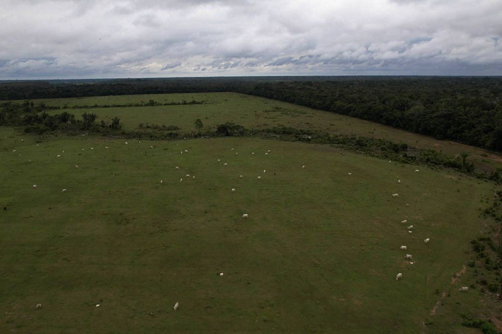 Centrão e direita dominam prefeituras de cidades líderes em desmatamento na Amazônia - ((o))eco