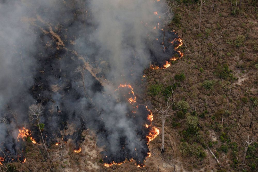 Extrema direita pode levar a Amazônia ao ponto de não retorno, dizem pesquisadores - ((o))eco