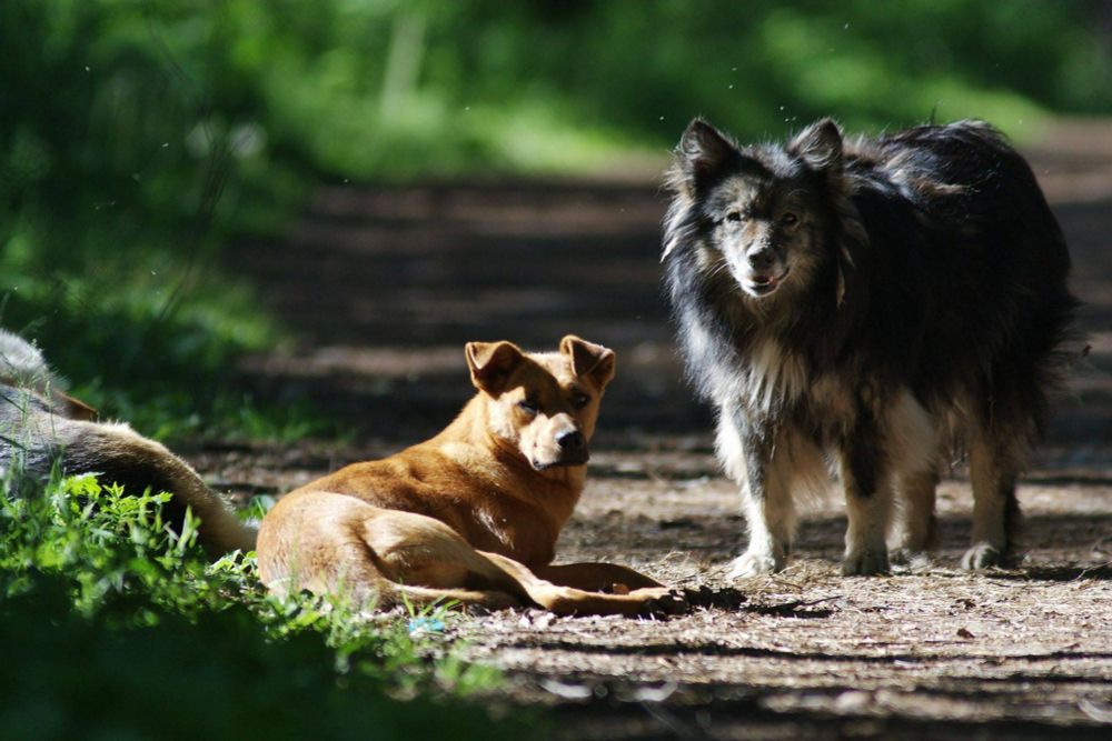 Cães, gatos e mangueiras: a invasão biológica que ameaça as áreas protegidas - ((o))eco