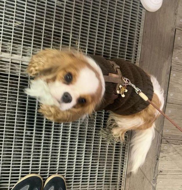 Dog looking up at camera (from Pinterest)