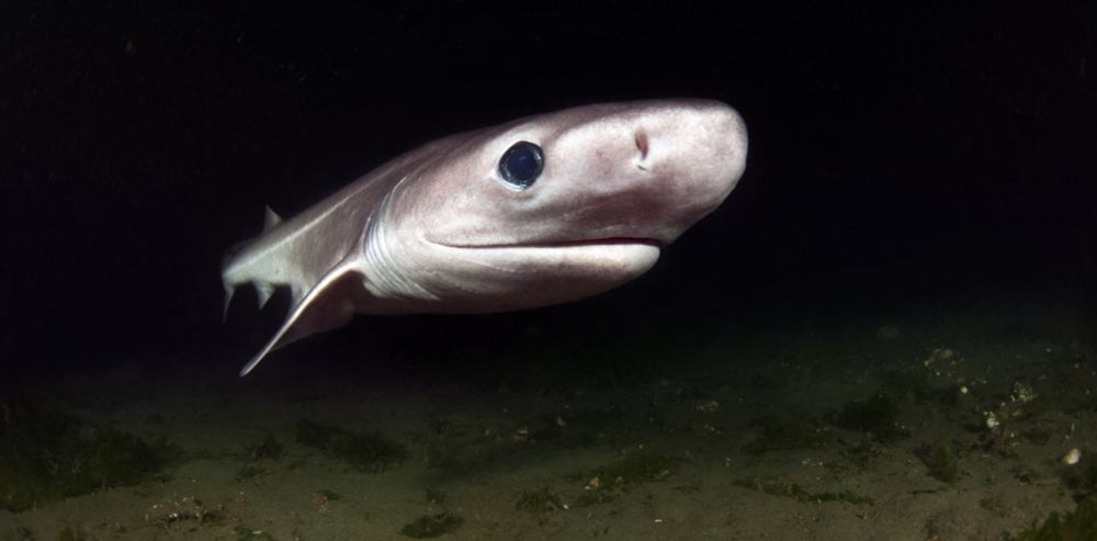 Fished for their meat and liver oil, many remarkable deep-water sharks and rays now face extinction