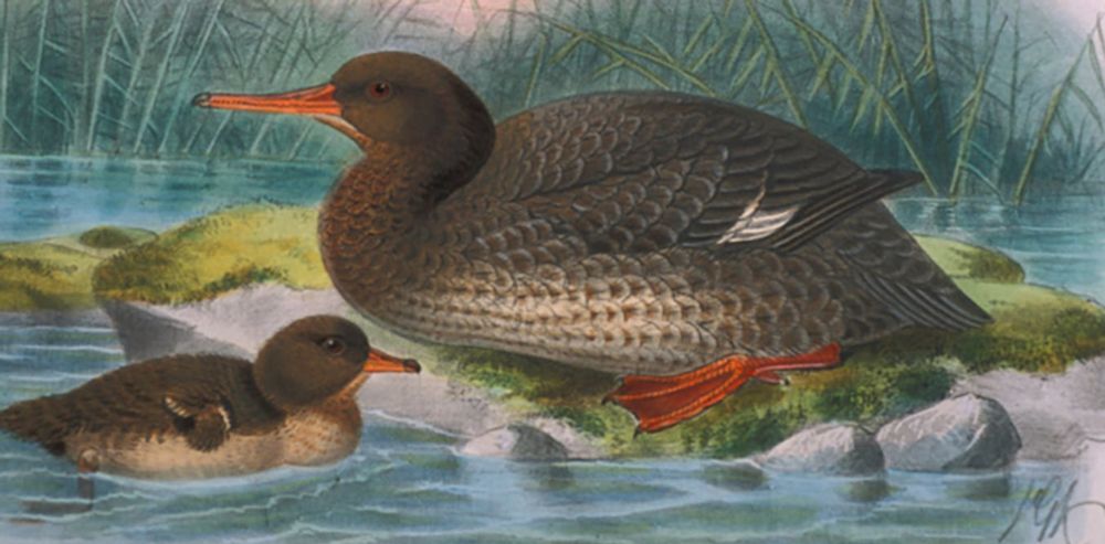 Ancient DNA from an extinct native duck reveals how far birds flew to make New Zealand home