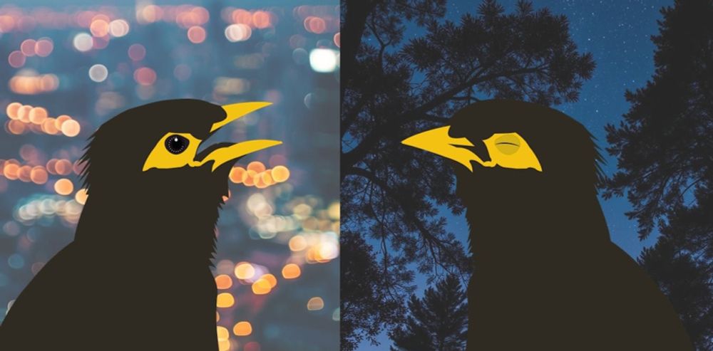 New research shows common mynas sang fewer and less complex songs after a bad night’s sleep. Poor-quality song could affect a bird’s ability to reproduce and survive.
