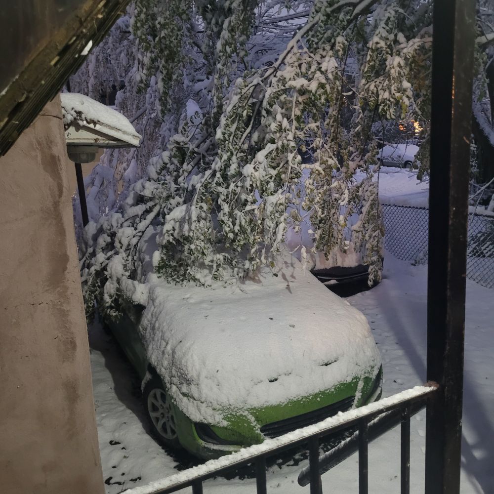View of our backyard parking lot with both cars covered by a solid foot of snow, with the surrounding tree's branches weighted down by a ridiculous quantity of the stuff and it looks like one branch is gently petting one of the cats