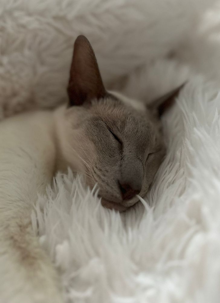 A siamese cat sleeping on a white fluffy blanket. He has white fur with a grey face and ears.