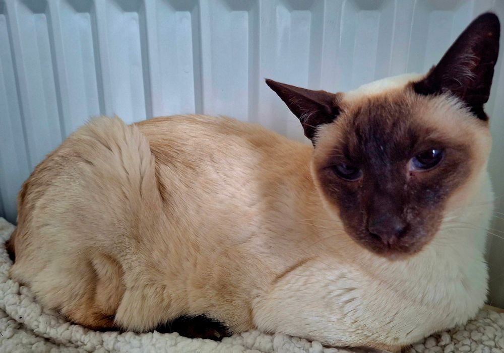 A chocolate point siamese cat laying on a fluffy blanket. He has a cream body with brown ears, feet, and face. His eyes are blue, and his head is turned to face the camera.