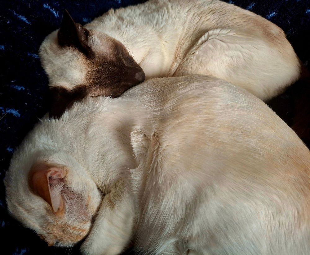 Two cats laying on a dark blue cat bed, curled up together. One has its brown face resting on the cream fur of the other, which also has its ginger face covered by its paw.