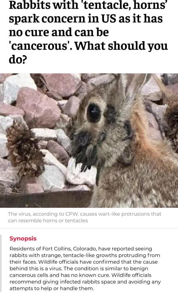 Rabbits with 'tentacle, horns’ spark concern in US as it has no cure and can be 'cancerous'. What should you do?

Residents of Fort Collins, Colorado, have reported seeing rabbits with strange, tentacle-like growths protruding from their faces. Wildlife officials have confirmed that the cause behind this is a virus. The condition is similar to benign cancerous cells and has no known cure. Wildlife officials recommend giving infected rabbits space and avoiding any attempts to help or handle them.
