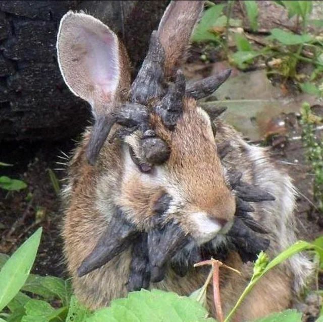 Rabbit infected with Shope papilloma virus, also known as cottontail rabbit papillomavirus (CRPV), it is a virus that causes benign and malignant tumors in rabbits, particularly cottontail rabbits.
