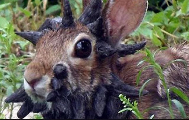 Rabbit infected with Shope papilloma virus, also known as cottontail rabbit papillomavirus (CRPV), it is a virus that causes benign and malignant tumors in rabbits, particularly cottontail rabbits.