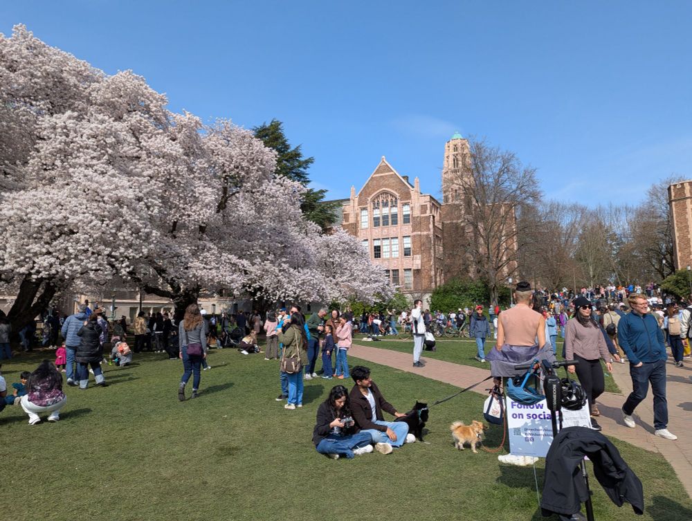 Photo of the cherry blossoms at UW. Photo depicts a brick walkway through a grassy area. Cherry blossom trees in bloom abound. A large brick building is in the background. There are lots and lots of people and a smaller amount of dogs. This is a different angle than the first photo. 