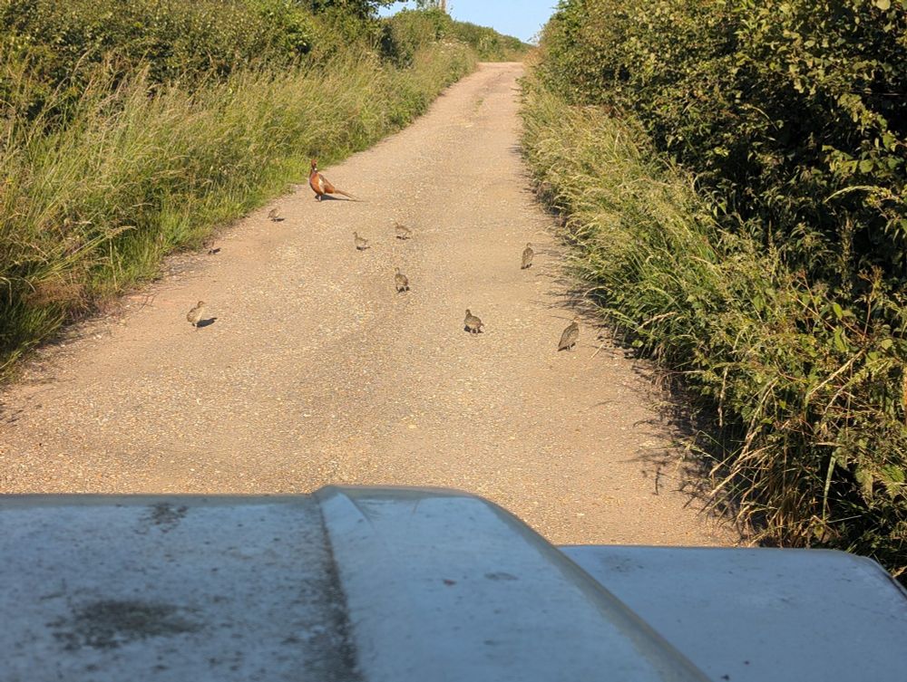 Country lane with a male pheasant and a bunch of chicks blocking my progress.