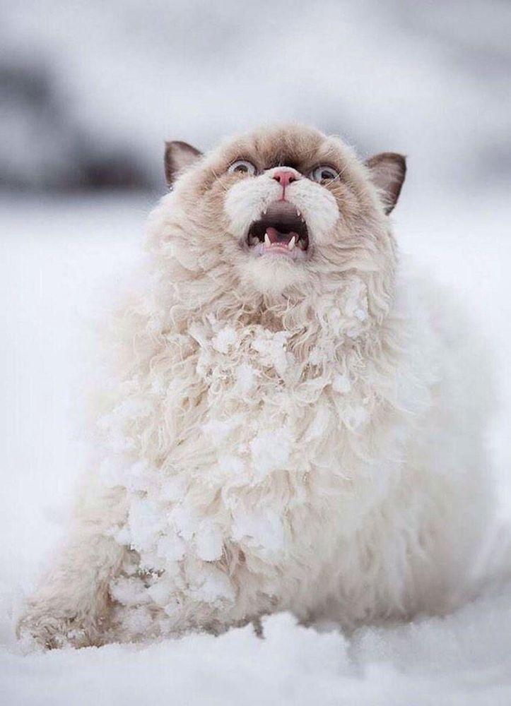 Cat yelling in the snow
