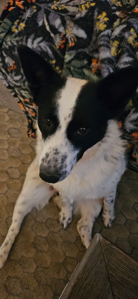 A dog sitting on a grey carpet with a floral blanket in the background. The dog is sitting incorrectly and is white with black patches on her eyes and ears and black speckles on all four legs and her snout. Her mouth is closed and she looks at the camera from a top- down view