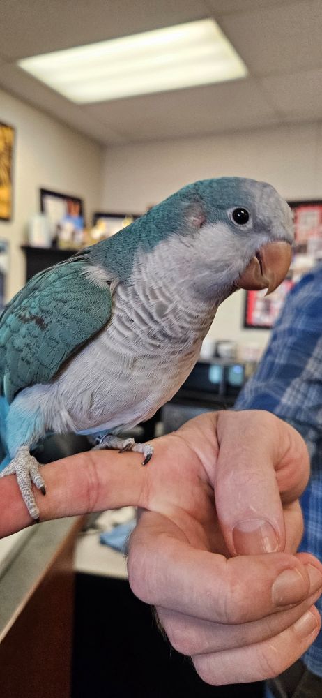 A blue and white Quaker parrot sits perched on a man's hand