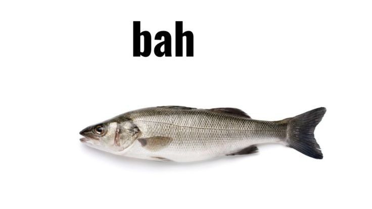 Picture of gray fish on white background with the caption "bah"