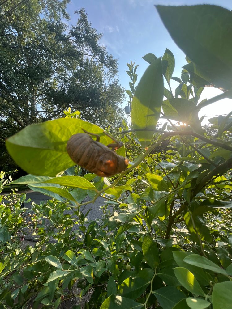 A cicada molt backlit by the sun in our blueberry bushes