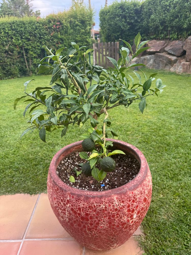 Little tree in a pot.