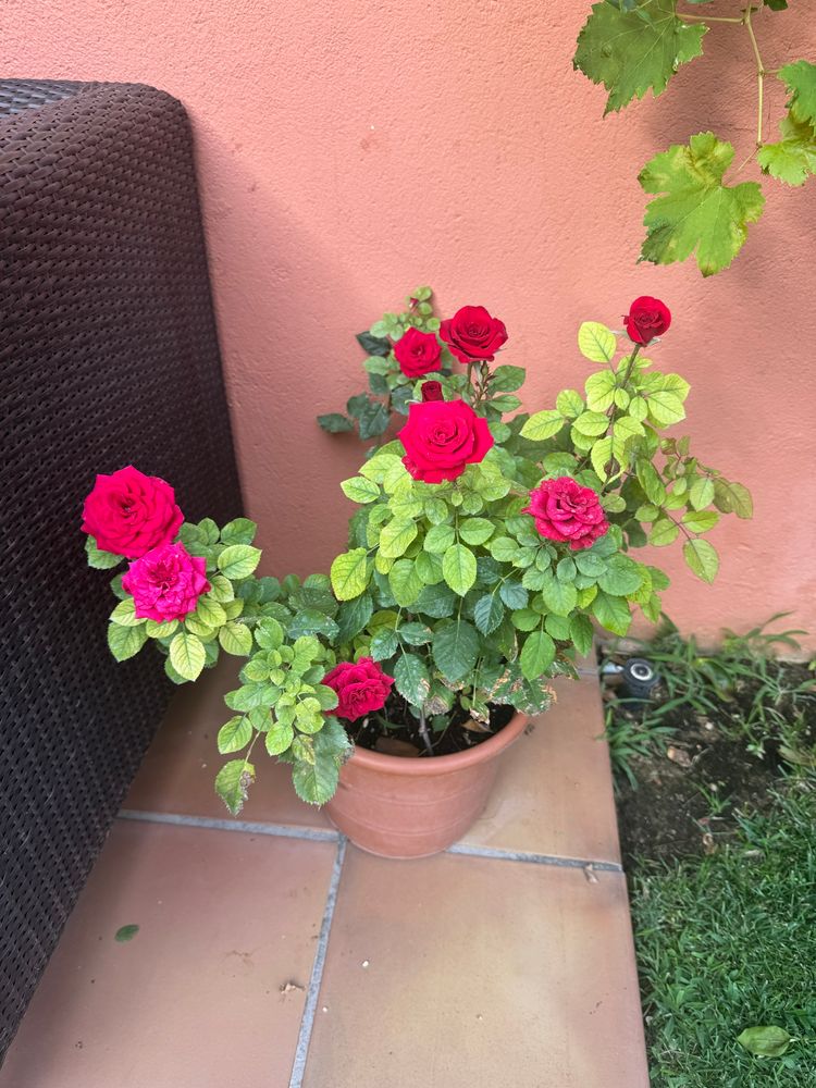 Rose.