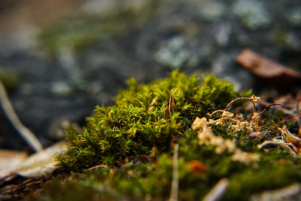 A puff of moss grows on a rock surrounded by dried leaves 