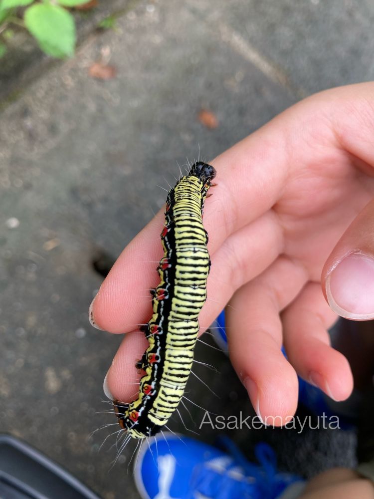 フクラスズメの終齢幼虫
