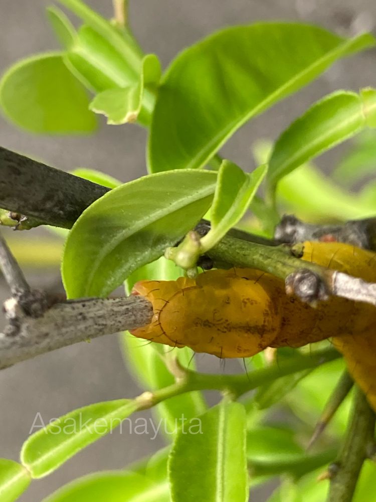 イモムシのお尻の写真