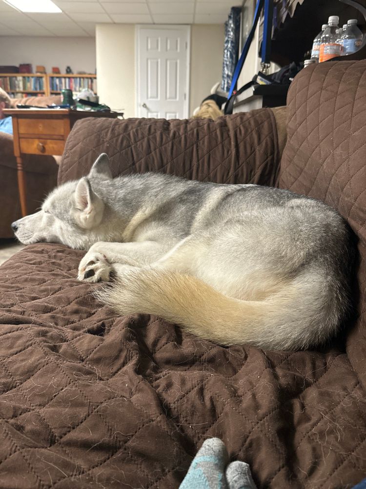 A sleeping siberian husky