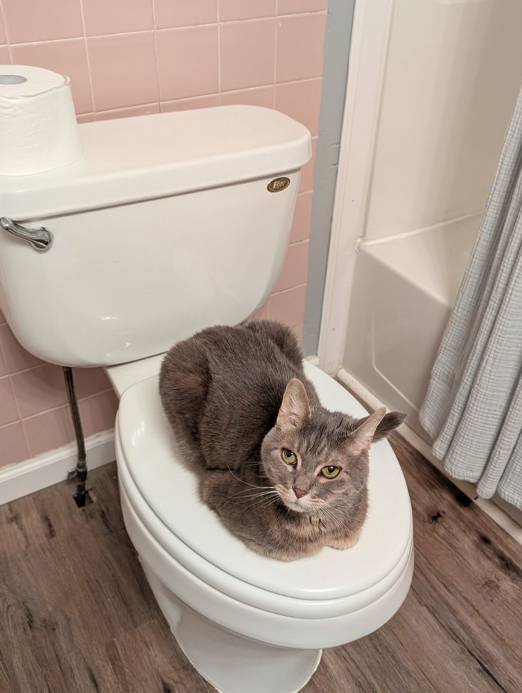 Light gray cat with white highlights sits (loafs) on a closed toilet lid. Background: brown faux wood floor, pink tile walls, and a tub with a light blue curtain.