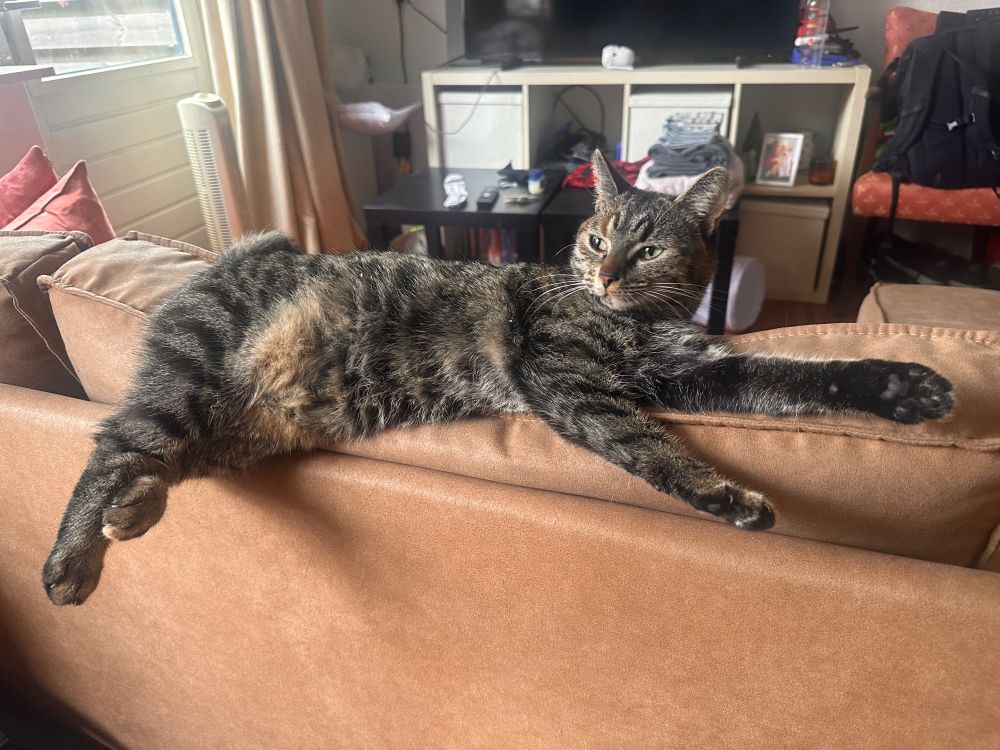 Herman de kat ligt op haar zij op de leuning van de bruine bank met haar voorpootjes voor zich uitgestrekt. Haar achterpootjes steken van de bank af en haar pluizige buikje is zichtbaar. Op de achtergrond is het rommelige huis van Emma zichtbaar