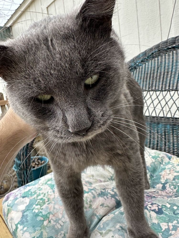 Willing to wake up for pets though