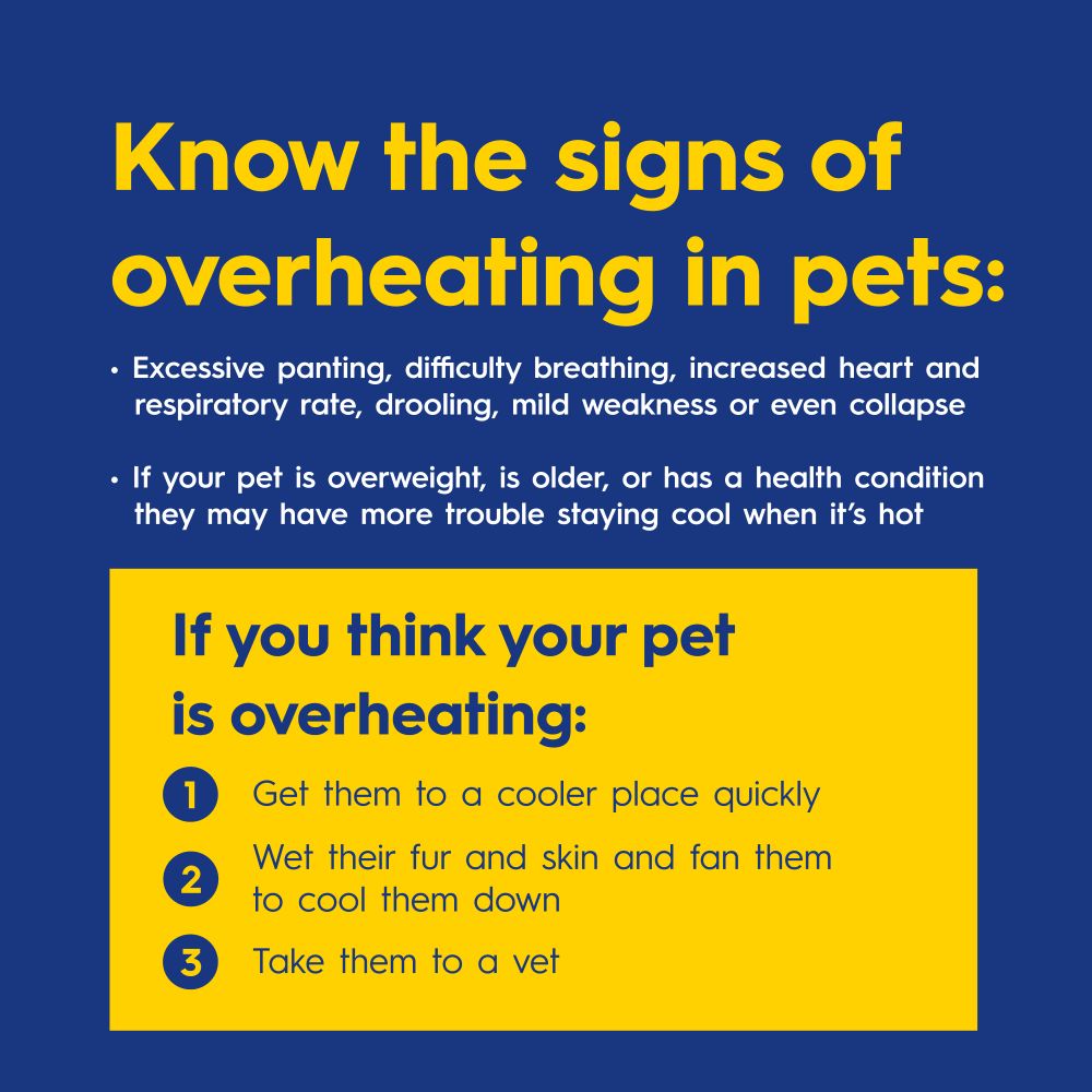 Know the signs of overheating in pets:
• Excessive panting, difficulty breathing, increased heart and respiratory rate, drooling, mild weakness or even collapse.
• If your pet is overweight, is older, or has a health condition they may have more trouble staying cool when it's hot.

If you think your pet is overheating:
• Get them to a cooler place quickly
• Wet their fur and skin and fan them to cool them down
• Take them to a vet
