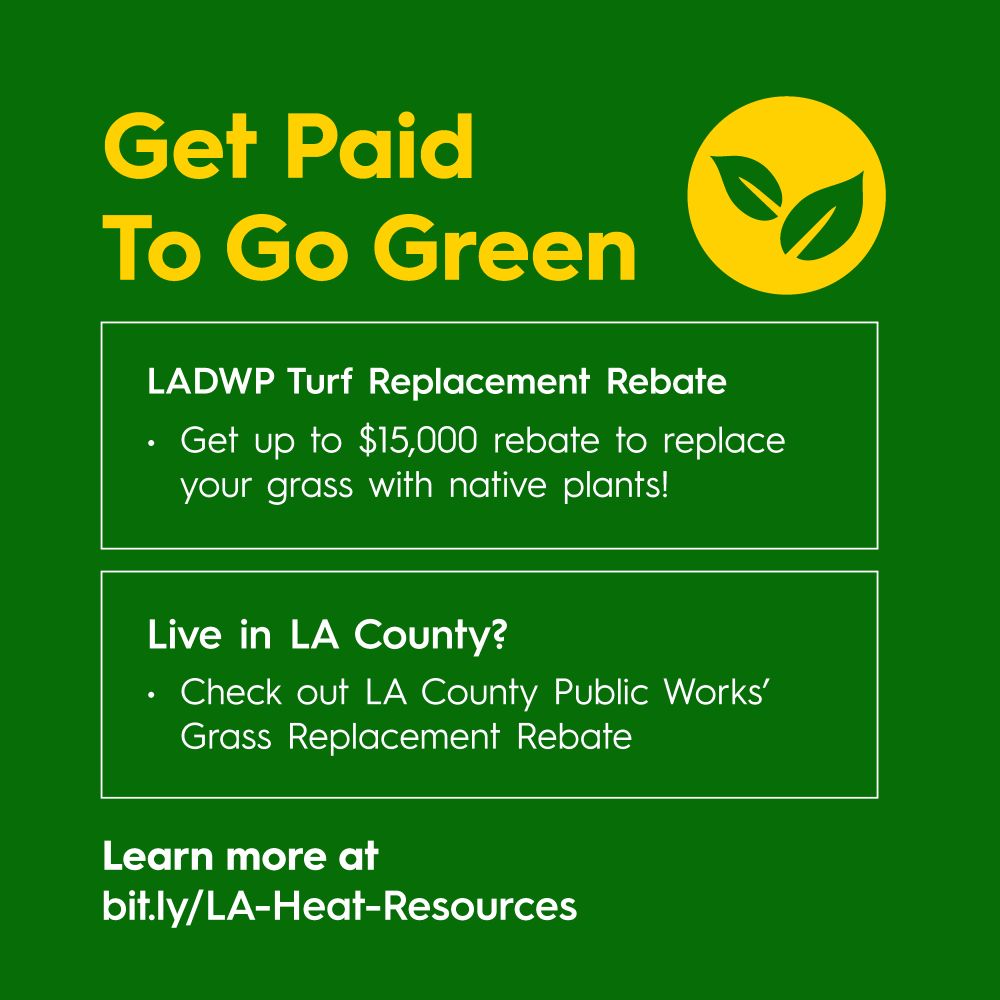 Get Paid to Go Green
LADWP Turf Replacement Rebate
Get up to $15,000 rebate to replace your grass with native plants!
Live in Greater LA County?
Check out LA County Public Works’ Grass Replacement Rebate
Learn more at bit.ly/LA-Heat-Resources
