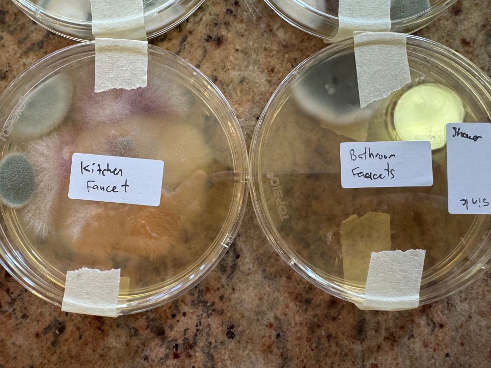 Showing 2 dishes of the Kitchen & bathroom faucets. Kitchen faucet has some red & white fibrous growth